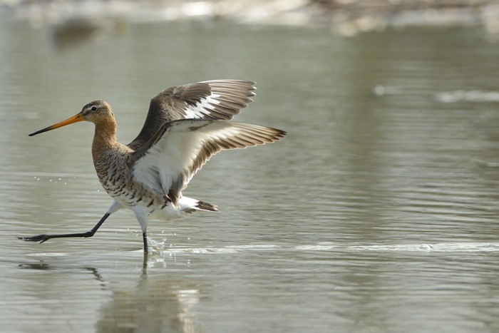 Atterraggio Pittima reale